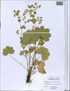 Alchemilla nemoralis Alechin, Eastern Europe, Middle Volga region (E8) (Russia)
