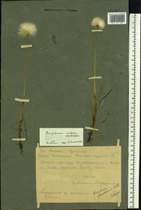 Eriophorum medium Andersson, Eastern Europe, Northern region (E1) (Russia)