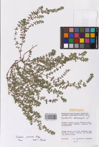 Euphorbia prostrata Aiton, Eastern Europe, Moldova (E13a) (Moldova)