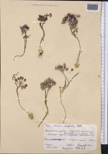 Allium oreophilum C.A.Mey., Middle Asia, Pamir & Pamiro-Alai (M2) (Kyrgyzstan)
