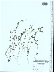 Asperugo procumbens L., Eastern Europe, Central region (E4) (Russia)