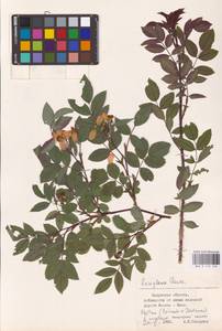Rosa glauca Pourr., Eastern Europe, Central region (E4) (Russia)