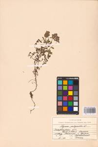 MHA 0 157 417, Thymus pulegioides L., Eastern Europe, West Ukrainian region (E13) (Ukraine)