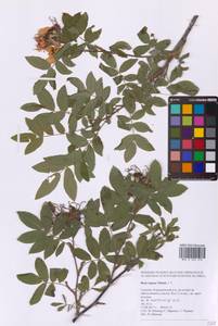 Rosa rugosa Thunb., Siberia, Russian Far East (S6) (Russia)