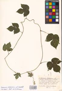 Ipomoea purpurea (L.) Roth, Eastern Europe, Moscow region (E4a) (Russia)