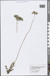 Pilosella piloselloides subsp. praealta (Gochnat) S. Bräut. & Greuter, Eastern Europe, Middle Volga region (E8) (Russia)