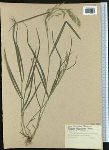 Bromus japonicus Houtt., Eastern Europe, Central region (E4) (Russia)