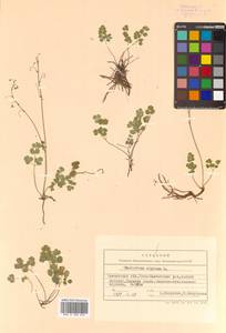 Thalictrum alpinum L., Siberia, Chukotka & Kamchatka (S7) (Russia)