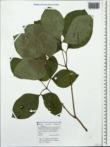 Paeonia caucasica (Schipcz.) Schipcz., Caucasus, Stavropol Krai, Karachay-Cherkessia & Kabardino-Balkaria (K1b) (Russia)