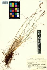 Festuca altaica Trin., Siberia, Baikal & Transbaikal region (S4) (Russia)