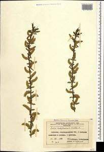 Salix babylonica L., Caucasus, Azerbaijan (K6) (Azerbaijan)