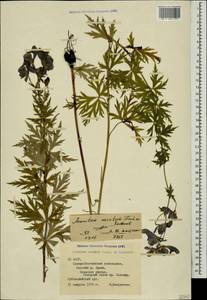 Aconitum variegatum subsp. nasutum (Fischer ex Rchb.) Götz, Caucasus, North Ossetia, Ingushetia & Chechnya (K1c) (Russia)