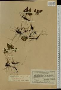 Gymnocarpium heterosporum V. H. Wagner, Siberia, Central Siberia (S3) (Russia)