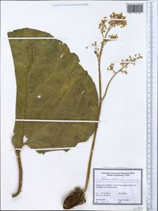 Rheum ribes L., South Asia, South Asia (Asia outside ex-Soviet states and Mongolia) (ASIA) (Turkey)