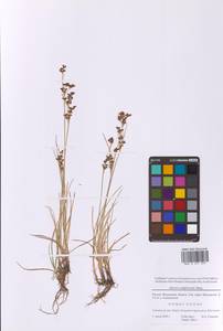 Juncus compressus Jacq., Eastern Europe, Moscow region (E4a) (Russia)