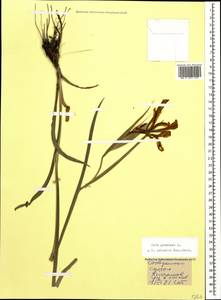 Iris graminea L., Caucasus, Stavropol Krai, Karachay-Cherkessia & Kabardino-Balkaria (K1b) (Russia)