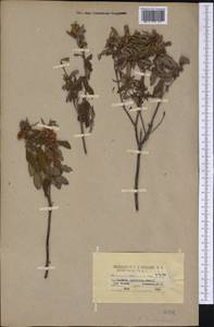 Kalmia angustifolia subsp. carolina (Small) A. Haines, America (AMER) (United States)