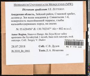 Dicranum spadiceum J.E. Zetterst., Bryophytes, Bryophytes - Russian Far East (excl. Chukotka & Kamchatka) (B20) (Russia)