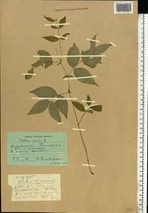 Lathyrus vernus (L.)Bernh., Eastern Europe, Moscow region (E4a) (Russia)