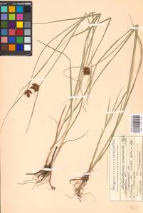 Bolboschoenus maritimus (L.) Palla, Eastern Europe, Moscow region (E4a) (Russia)