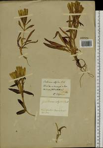 Gentiana algida Pall., Siberia, Baikal & Transbaikal region (S4) (Russia)
