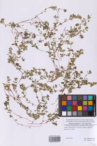 Thymus pulegioides L., Eastern Europe, Moscow region (E4a) (Russia)