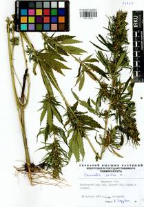 Cannabis sativa L., Siberia, Baikal & Transbaikal region (S4) (Russia)
