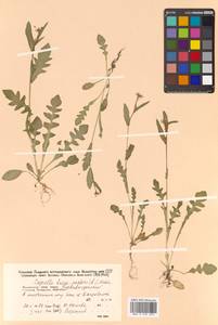 Capsella bursa-pastoris (L.) Medik., Siberia, Russian Far East (S6) (Russia)