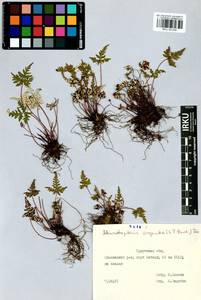 Aleuritopteris argentea (S. G. Gmel.) Fée, Siberia, Baikal & Transbaikal region (S4) (Russia)