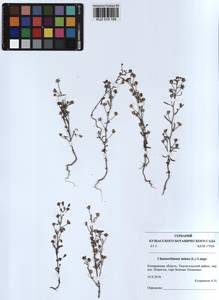 Chaenorhinum minus, Siberia, Altai & Sayany Mountains (S2) (Russia)