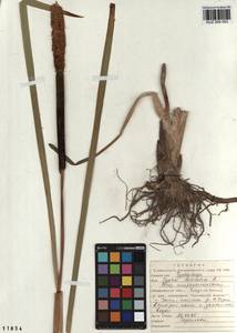 Typha latifolia L., Siberia, Altai & Sayany Mountains (S2) (Russia)