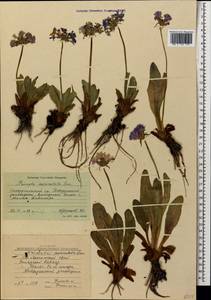 Primula auriculata Lam., Caucasus, Stavropol Krai, Karachay-Cherkessia & Kabardino-Balkaria (K1b) (Russia)