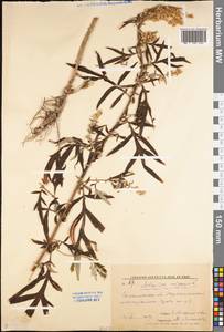 Artemisia vulgaris L., Eastern Europe, Lower Volga region (E9) (Russia)