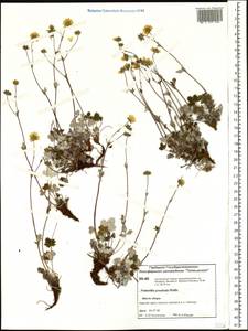 Potentilla ×prostrata Rottb., Siberia, Central Siberia (S3) (Russia)