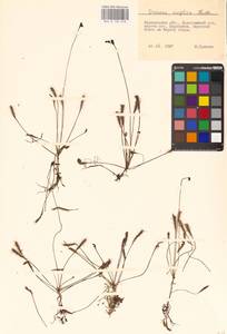Drosera × anglica Huds., Eastern Europe, North-Western region (E2) (Russia)