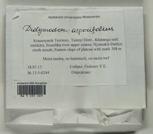 Husnotiella asperifolia (Mitt.) J.A. Jiménez & M.J. Cano, Bryophytes, Bryophytes - Krasnoyarsk Krai, Tyva & Khakassia (B17) (Russia)