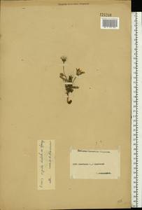Picris hieracioides subsp. hieracioides, Eastern Europe, Middle Volga region (E8) (Russia)