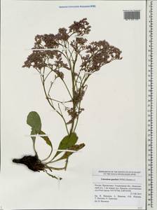 Limonium gmelini (Willd.) Kuntze, Eastern Europe, Middle Volga region (E8) (Russia)