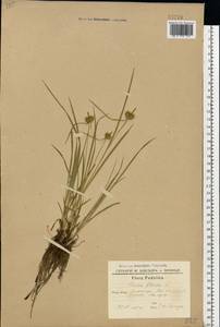 Carex flava L., Eastern Europe, South Ukrainian region (E12) (Ukraine)