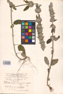 MHA 0 154 852, Stachys germanica L., Eastern Europe, West Ukrainian region (E13) (Ukraine)