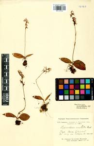 Hemipilia cucullata (L.) Y.Tang, H.Peng & T.Yukawa, Siberia, Altai & Sayany Mountains (S2) (Russia)