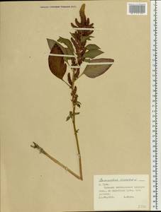 Amaranthus cruentus L., Eastern Europe, Central region (E4) (Russia)