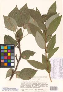 Populus tremuloides Michx., Eastern Europe, Moscow region (E4a) (Russia)