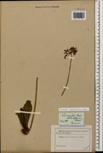 Primula auriculata Lam., Caucasus (no precise locality) (K0)