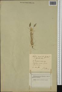 Sesleria coerulans Friv., Western Europe (EUR) (Romania)