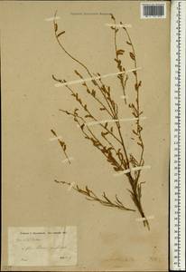 Tamarix laxa Willd., South Asia, South Asia (Asia outside ex-Soviet states and Mongolia) (ASIA) (Turkey)
