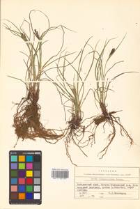 Carex eleusinoides Turcz. ex Kunth, Siberia, Russian Far East (S6) (Russia)