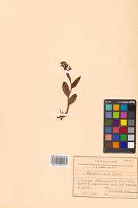 Dactylorhiza viridis (L.) R.M.Bateman, Pridgeon & M.W.Chase, Siberia, Russian Far East (S6) (Russia)