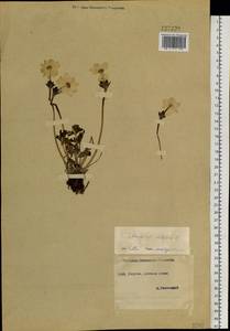 Anemonastrum narcissiflorum subsp. crinitum (Juz.) Raus, Siberia, Yakutia (S5) (Russia)