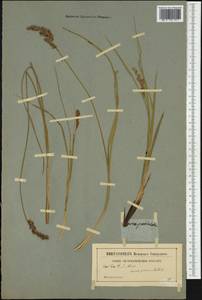 Carex paniculata L., Western Europe (EUR) (Not classified)